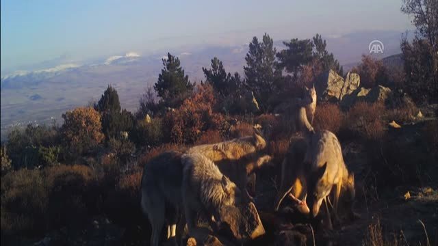 Yakaladıkları Avı Parçalayan Kurt Sürüsü, Fotokapana Yakalandı