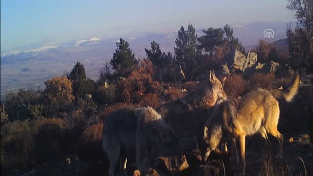 Yakaladıkları Avı Parçalayan Kurt Sürüsü, Fotokapana Yakalandı