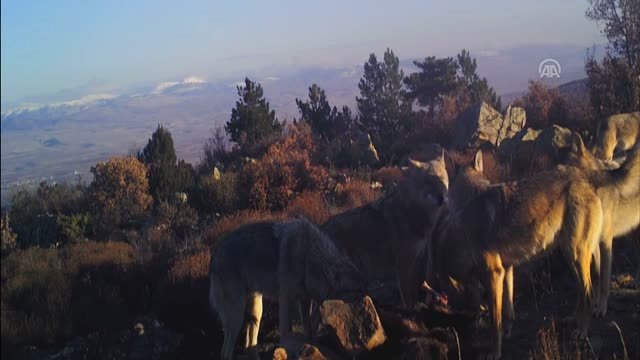 Yakaladıkları Avı Parçalayan Kurt Sürüsü, Fotokapana Yakalandı