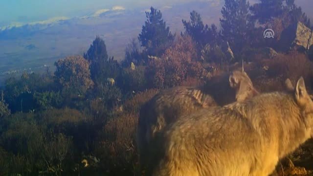 Yakaladıkları Avı Parçalayan Kurt Sürüsü, Fotokapana Yakalandı