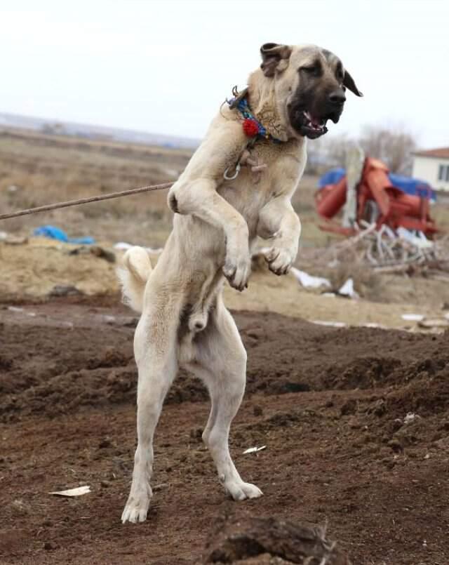 'Aksaray Malaklısı' Olarak Bilinen Çoban Köpeklerine Dünyanın Birçok Ülkesinden Talep Yağıyor