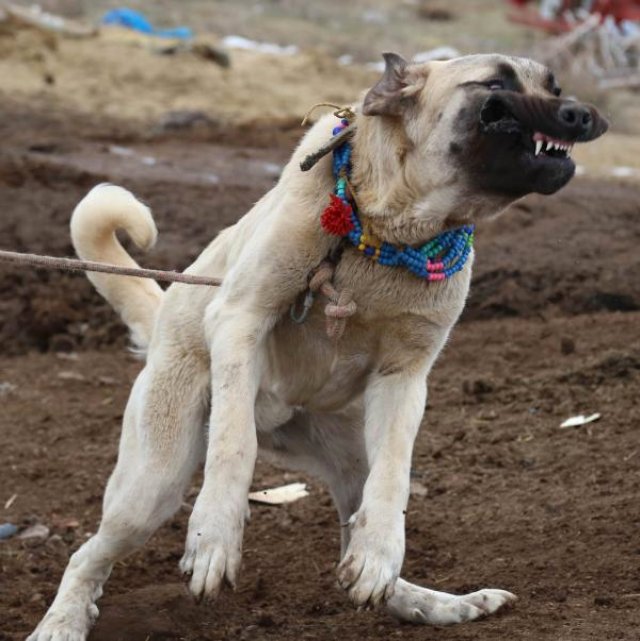 'Aksaray Malaklısı' Olarak Bilinen Çoban Köpeklerine Dünyanın Birçok Ülkesinden Talep Yağıyor