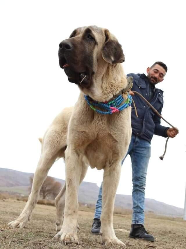 'Aksaray Malaklısı' Olarak Bilinen Çoban Köpeklerine Dünyanın Birçok Ülkesinden Talep Yağıyor