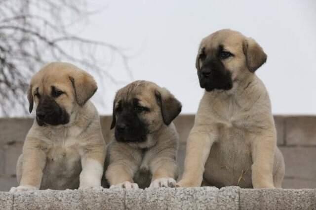 'Aksaray Malaklısı' Olarak Bilinen Çoban Köpeklerine Dünyanın Birçok Ülkesinden Talep Yağıyor