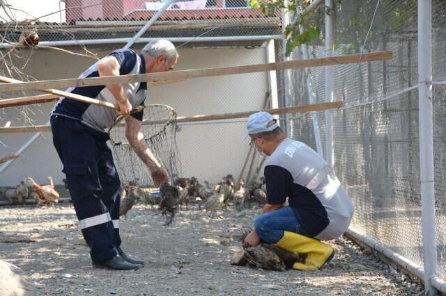 Kene ile Mücadele İçin 5 Bin Kanatlı Doğaya Salındı Kene ile Mücadele İçin 5 Bin Kanatlı Doğaya Salındı
