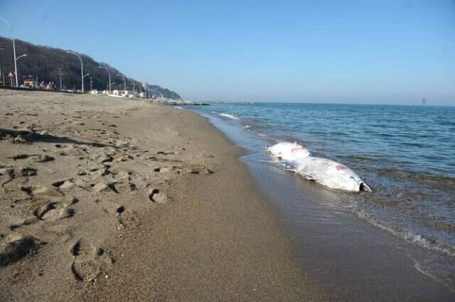 Yarım Tonluk Ölü Orkinoslar Karaya Vurdu Marmara'da Ürküten Görüntü! Yarım Tonluk Ölü Orkinoslar, Karaya Vurdu