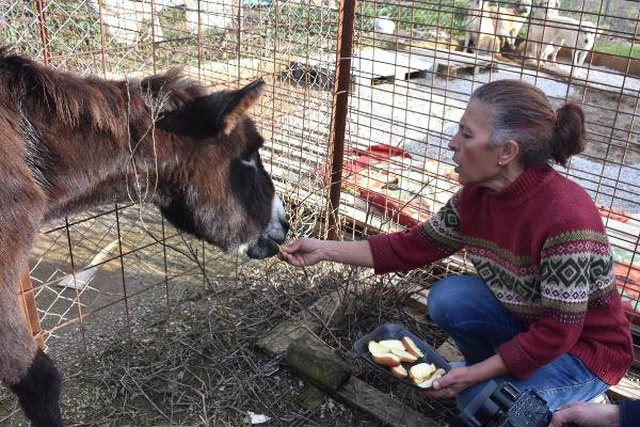 Kuyruğu Satırla Kesilen Eşekle İlgili İğrenç İddia