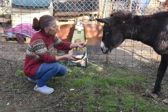 Kuyruğu Satırla Kesilen Eşekle İlgili İğrenç İddia