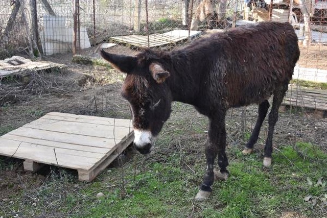 Kuyruğu Satırla Kesilen Eşekle İlgili İğrenç İddia