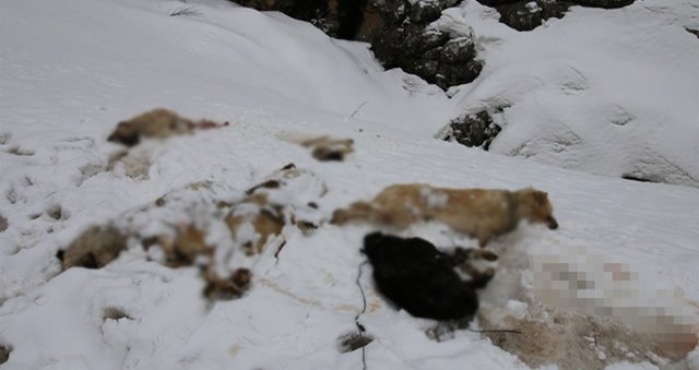 Konya'da Dehşete Düşüren Olay! 7 Köpek, Ayakları Bağlı Halde Ölü Bulundu