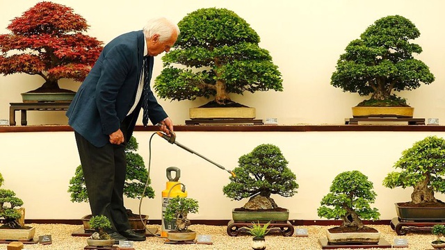 400 Yıllık Bonsai Ağaçları Çalınan Japon Çiftten Hırsızlara: Onlar Bizim Kıymetlimiz, Haftada Bir...