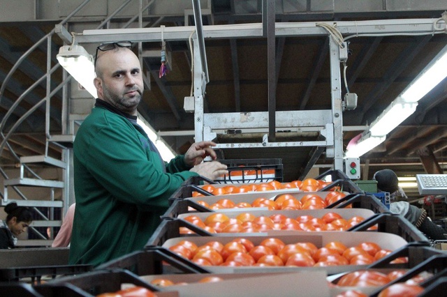 Antalya'dan Tanzim Satışa 4 Günde Bin 400 Ton Sebze Gönderildi