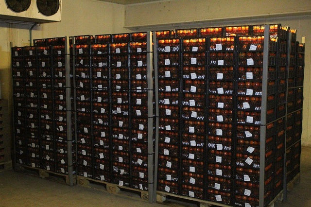 Antalya'dan Tanzim Satışa 4 Günde Bin 400 Ton Sebze Gönderildi