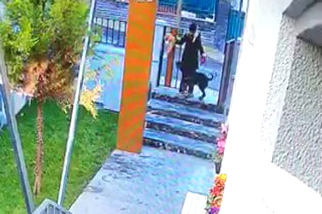 Köpek Kediyi Parçaladı, Vicdansız Kadın Sadece İzledi