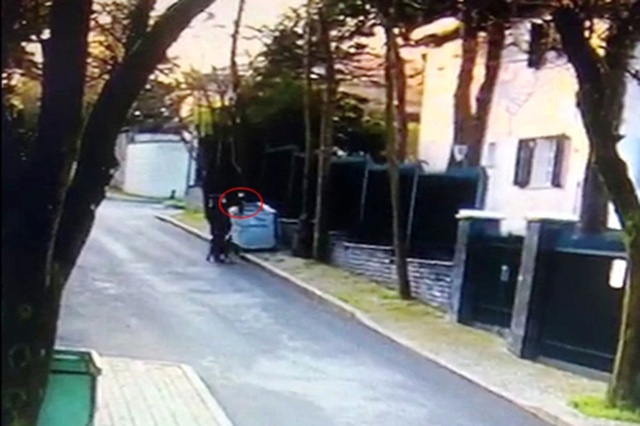 Köpek Kediyi Parçaladı, Vicdansız Kadın Sadece İzledi