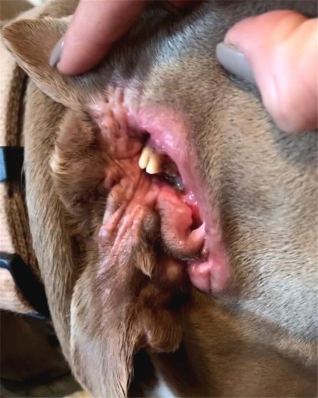Kulağının Yerinde İkinci Bir Ağız Olan Köpek Bulundu