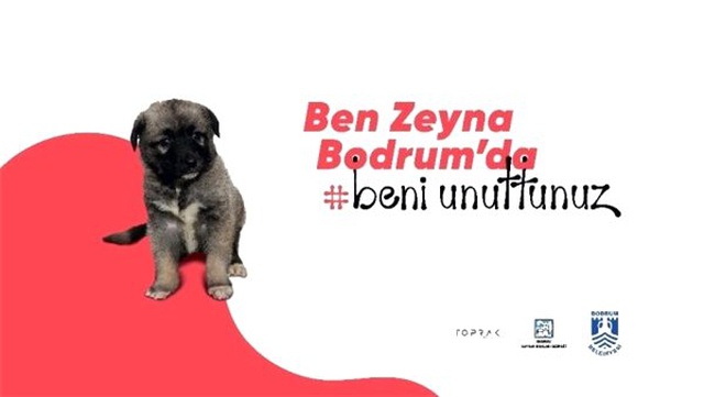 Sokağa Terk Edilmiş Hayvan Dostlarımızı Koruyan Proje: Beni Unuttunuz