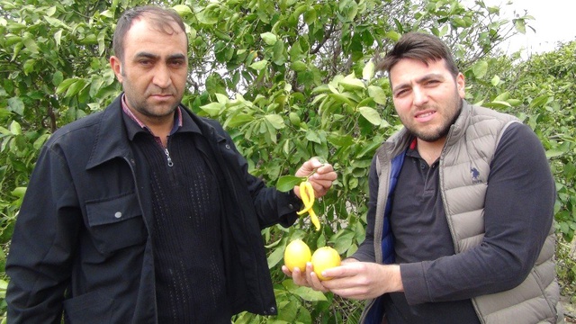 Biber Görünümlü Limon, Görenleri Hayrete Düşürdü