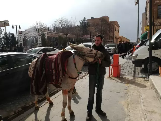 Eziyet Görüntülerinin Ardından Eşeğin Sahibi Konuştu: Eşeğimi Emekli Ediyorum