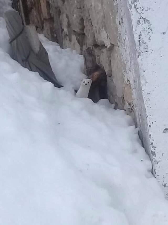 Beyaz Gelincik, Tunceli'nin Ardından Gümüşhane'de Ortaya Çıktı