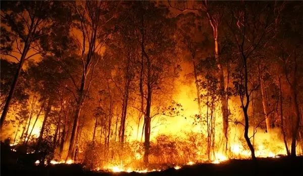 İklim Değişikliğine Karşı Devasa Mücadele: 1,2 Trilyon Ağaç Dikilmeli