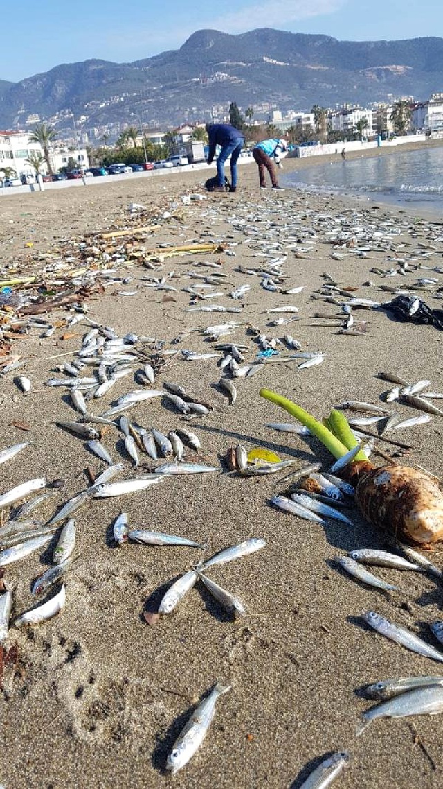 Alanya'da Sahile Ölü Gümüş Balıkları Vurdu