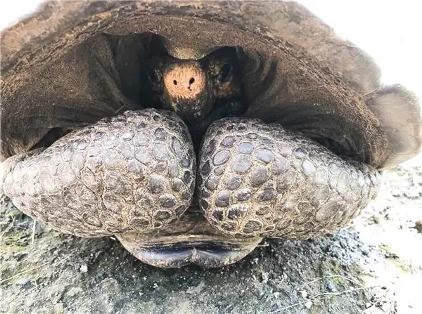 Nadir Görülen Dev Galapagos Kaplumbağası, 113 Yıl Sonra Ortaya Çıktı