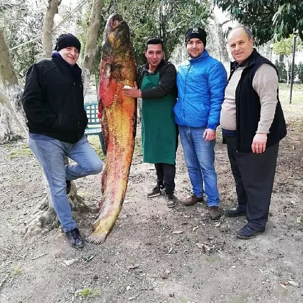 2 Metre 20 Santim Boyundaki Devasa Yayın Balığı, Görenleri Hayrete Düşürdü