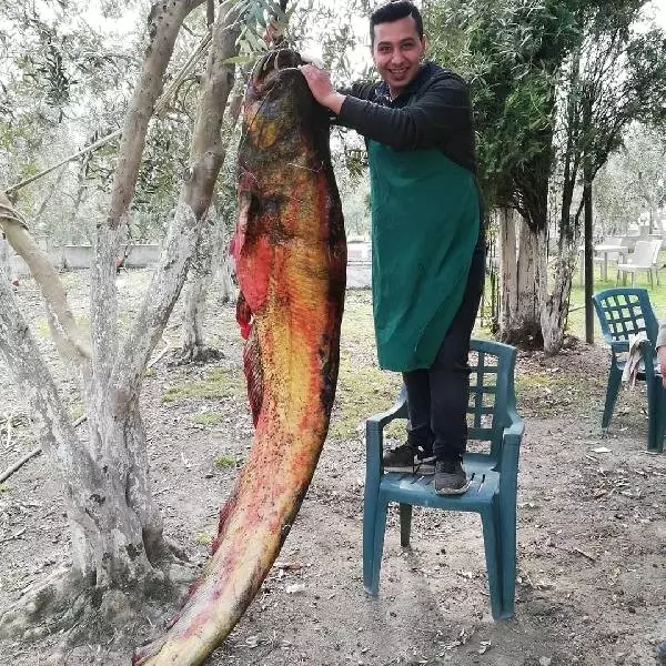 2 Metre 20 Santim Boyundaki Devasa Yayın Balığı, Görenleri Hayrete Düşürdü