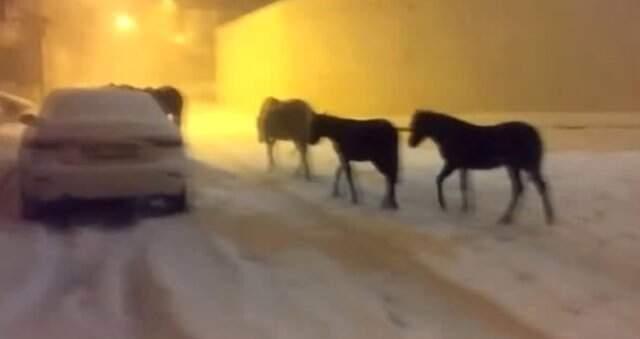 İstanbul'da Başıboş Atlar Kar Altında Sığınacak Yer Aradı