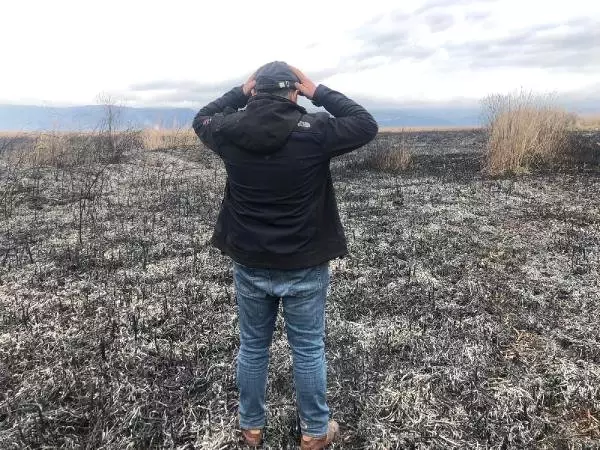 İznik'te Kuşların Yaşam Alanı Olan Sazlık, Cayır Cayır Yandı