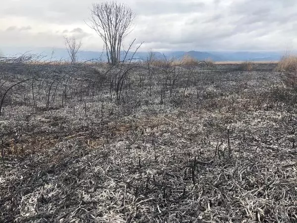 İznik'te Kuşların Yaşam Alanı Olan Sazlık, Cayır Cayır Yandı