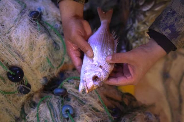 Muğlalı Balıkçılar Vampir Pire Olarak Bilinen İsopodlardan Dertli