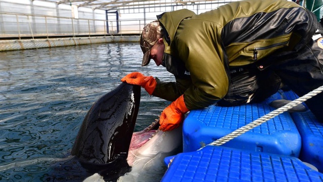 Rusya'daki 'Balina Hapishanesi'ndeki 98 Orka ve Beluga Serbest Kalacak