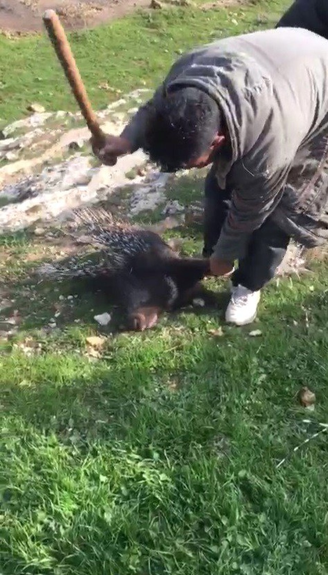 Nesli Tükenmekte Olan Oklu Kirpiyi Vahşice Öldürdüler