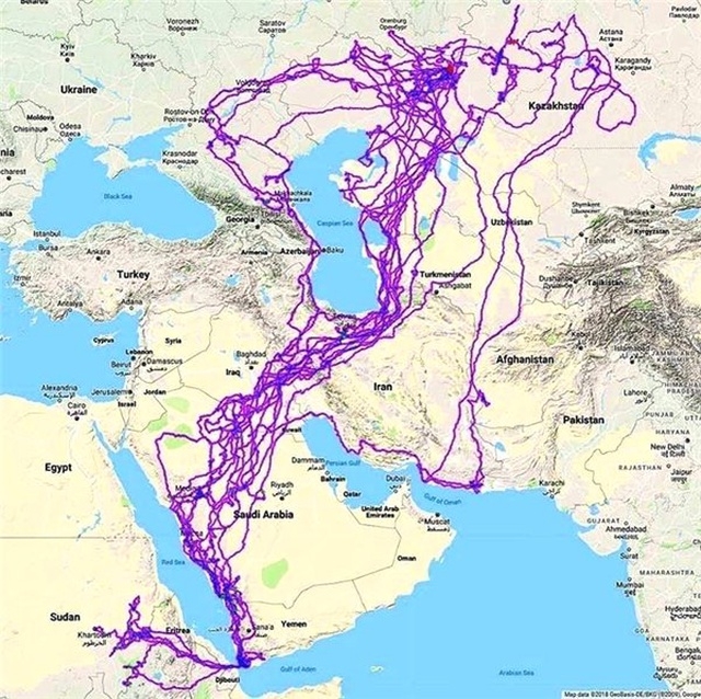 Gps ile Takip Edilen Bir Kartalın 20 Yıllık Yolculuğunun Haritası Çıkarıldı