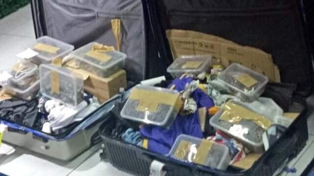 Havalimanına Bırakılan Valizlerden Koli Bandına Sarılı Bin 529 Kaplumbağa Çıktı