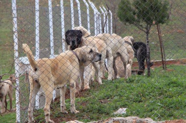 Kurtboğan Cinsi Çoban Köpekleri, Otomobil Fiyatına Satılıyor