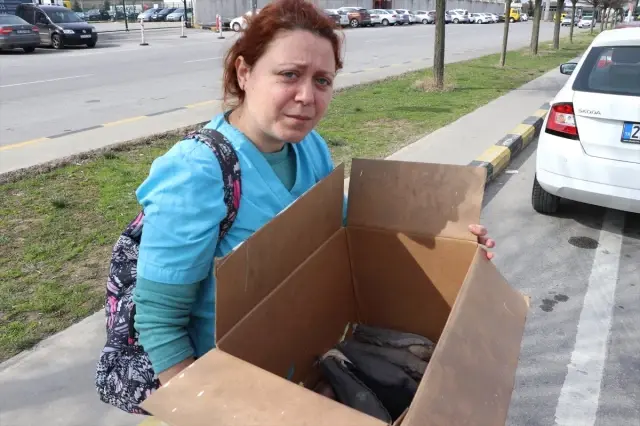 Sınırdan Kaçak Sokulmaya Çalışan Papağanları Gören Ekipler Gözlerine İnanamadı