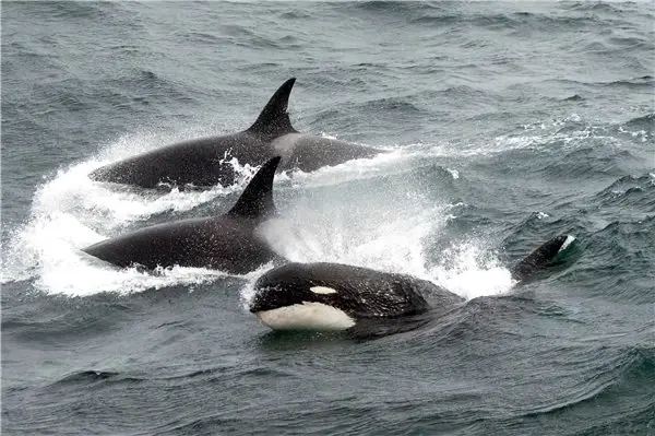 Bilim İnsanları, 'Efsanevi' Katil Balina Türünü Bulmaya Çok Yaklaştılar