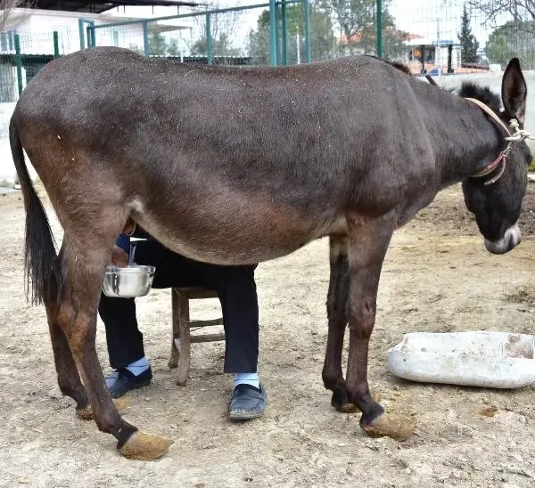 Eşeğin Sütünü de Sütünden Elde Ettiği Sabunları da Satıyor