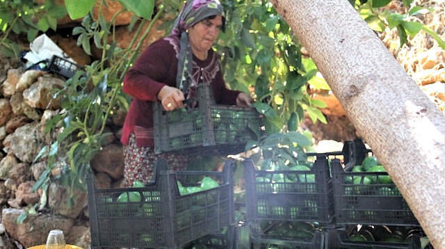 Antalya'da Avokado Üretim Alanı Yaklaşık 5 Bin Dekara Ulaştı Antalya'da Avokado Üretim Alanı Yaklaşık 5 Bin Dekara Ulaştı