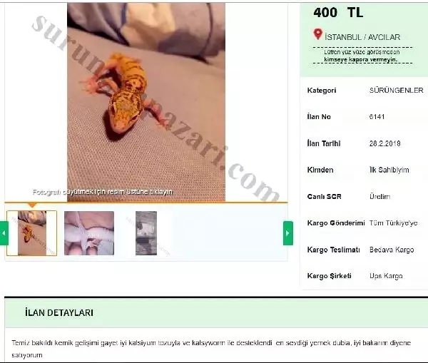 Satışı Yasak Olan Kertenkele Türü, 6 Bin 500 Liraya Alıcı Buluyor