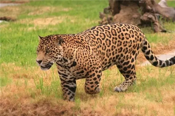 Özçekim Yapmak İçin Çitleri Aşan Kadına Jaguar Saldırdı