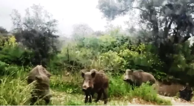 Bodrum'da Gündüz Vakti Sokağa İnen Domuz Sürüsü Görenleri Şaşkınlığa Uğrattı