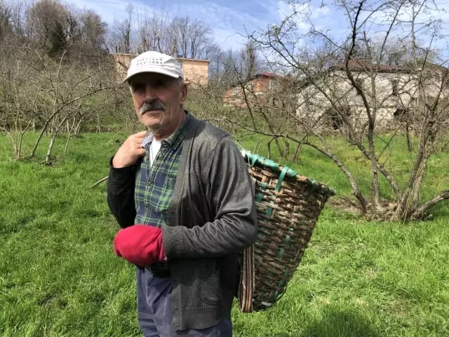 Karadenizli Fındık Üreticisi Bu Seneki Fındık Fiyatlarına Umutla Bakıyor