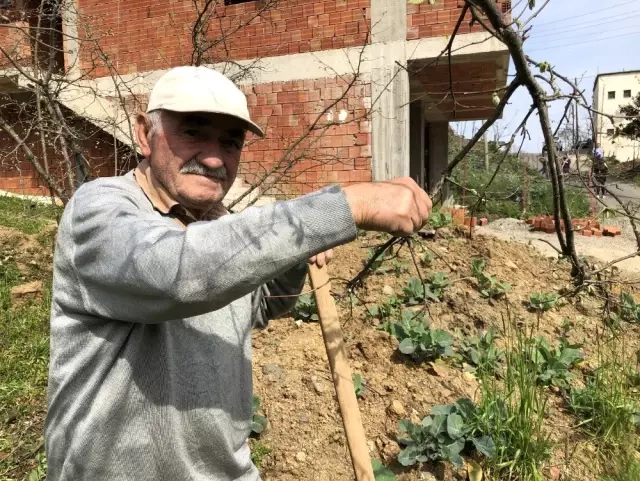 Karadenizli Fındık Üreticisi Bu Seneki Fındık Fiyatlarına Umutla Bakıyor