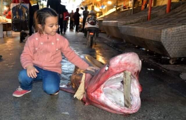 Vatandaşlar, Dev Köpek Balığının Fotoğrafını Çekmek İçin Sıraya Girdi