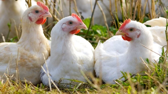 Tavuklar Birlik Halinde Hareket Edip Kendilerini Koruyabilir Mi?
