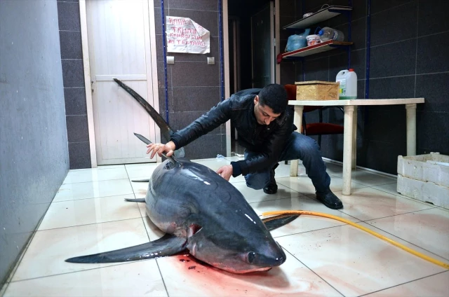 Mersin'de 6 Metre Boyunda Köpek Balığı Yakalandı